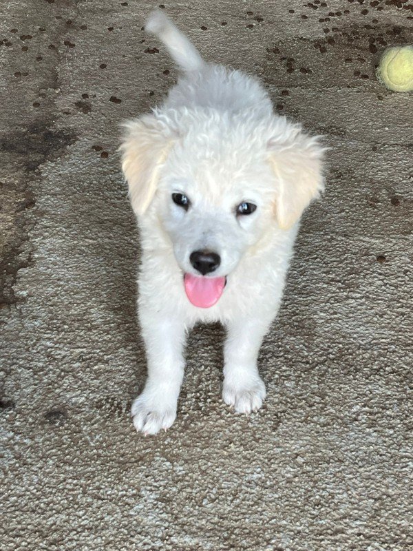 Coco