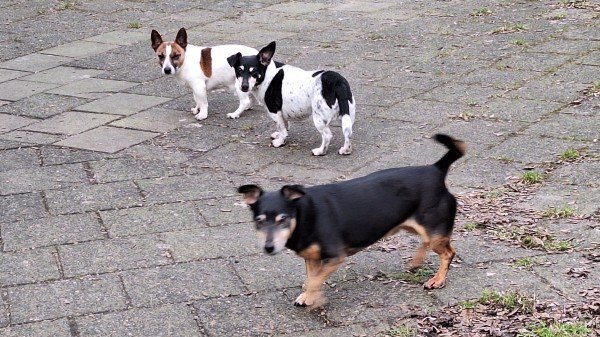 Binkie, Daisy en Tommie