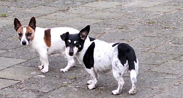 Daisy + Tommie
