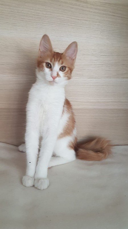 Cici