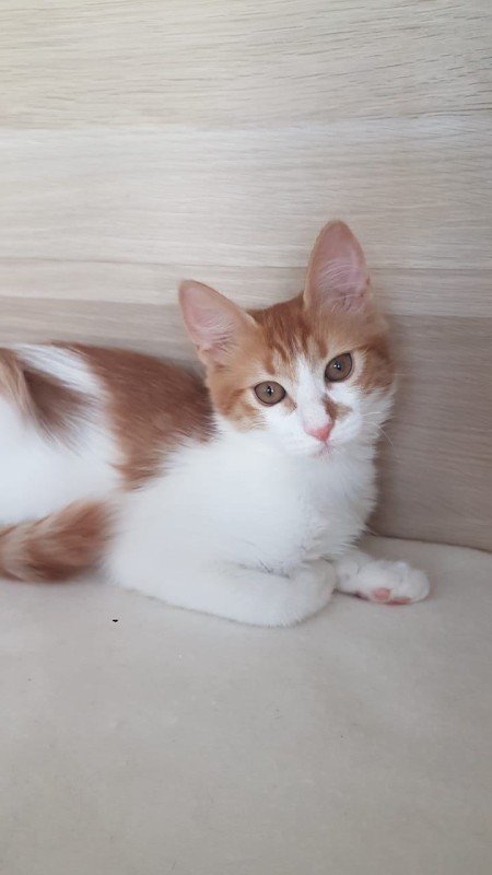Cici