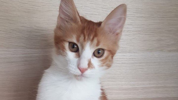 Cici
