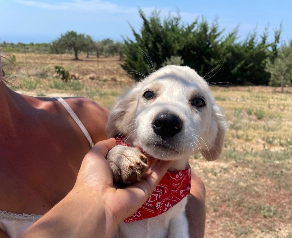 Buddy