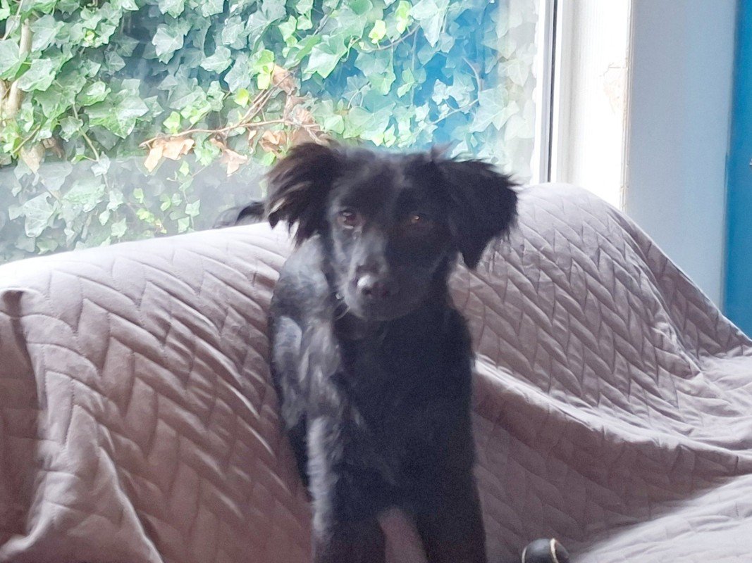 Zorro