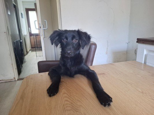 Zorro