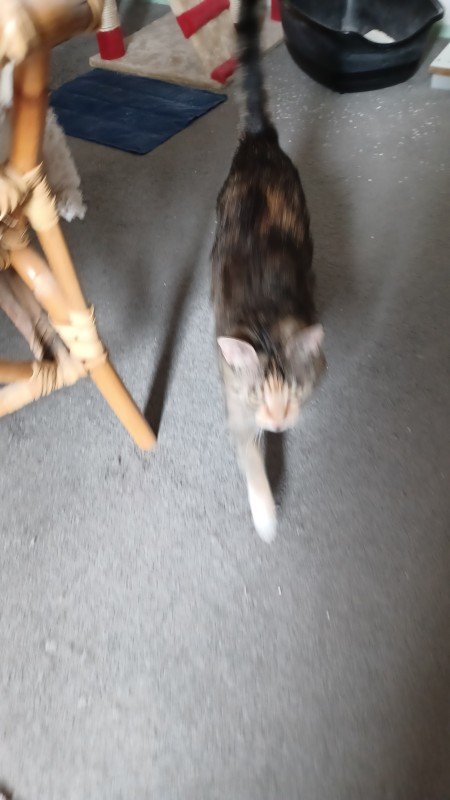 Nala