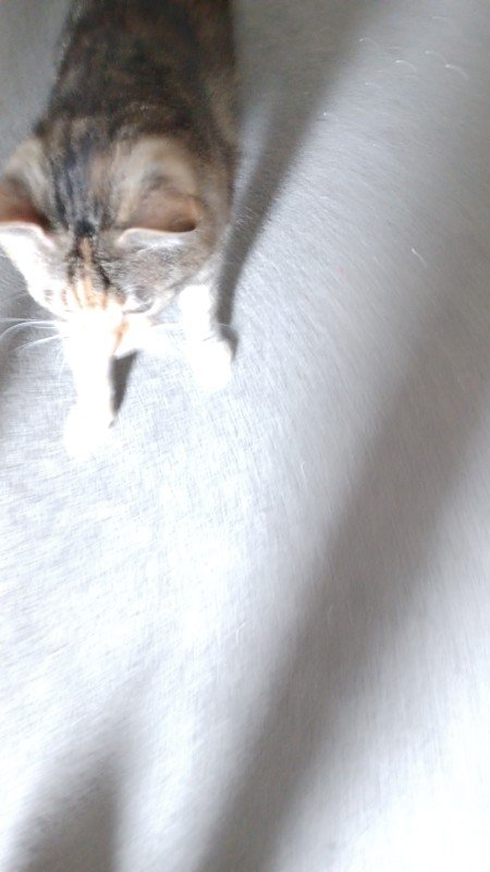 Nala