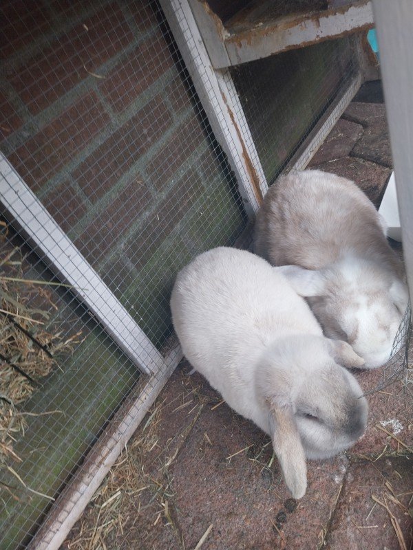 Fluffie + Pip