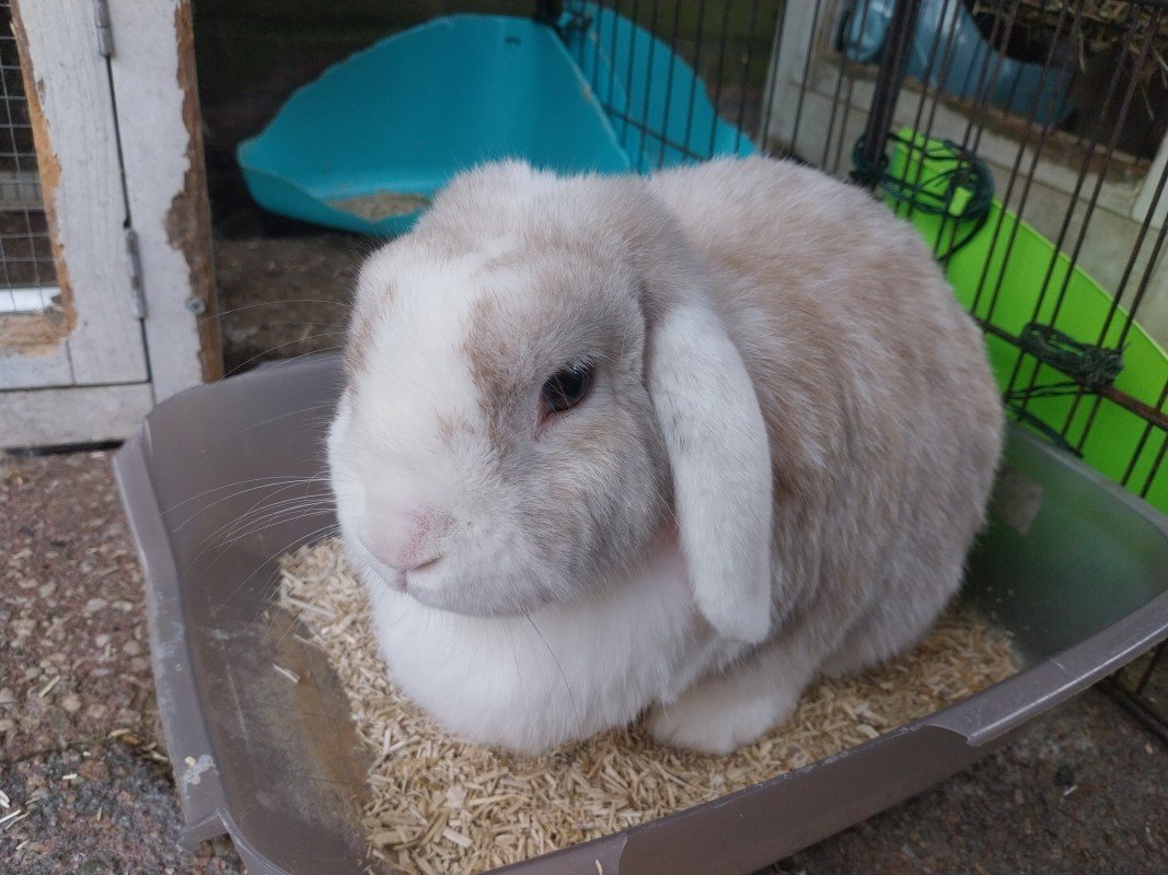 Fluffie + Pip