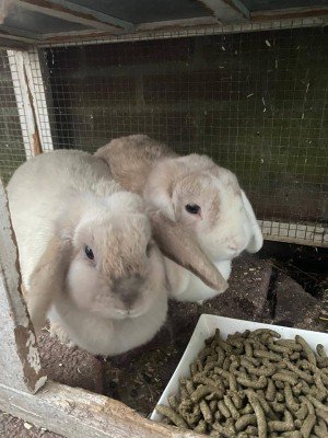 Fluffie + Pip
