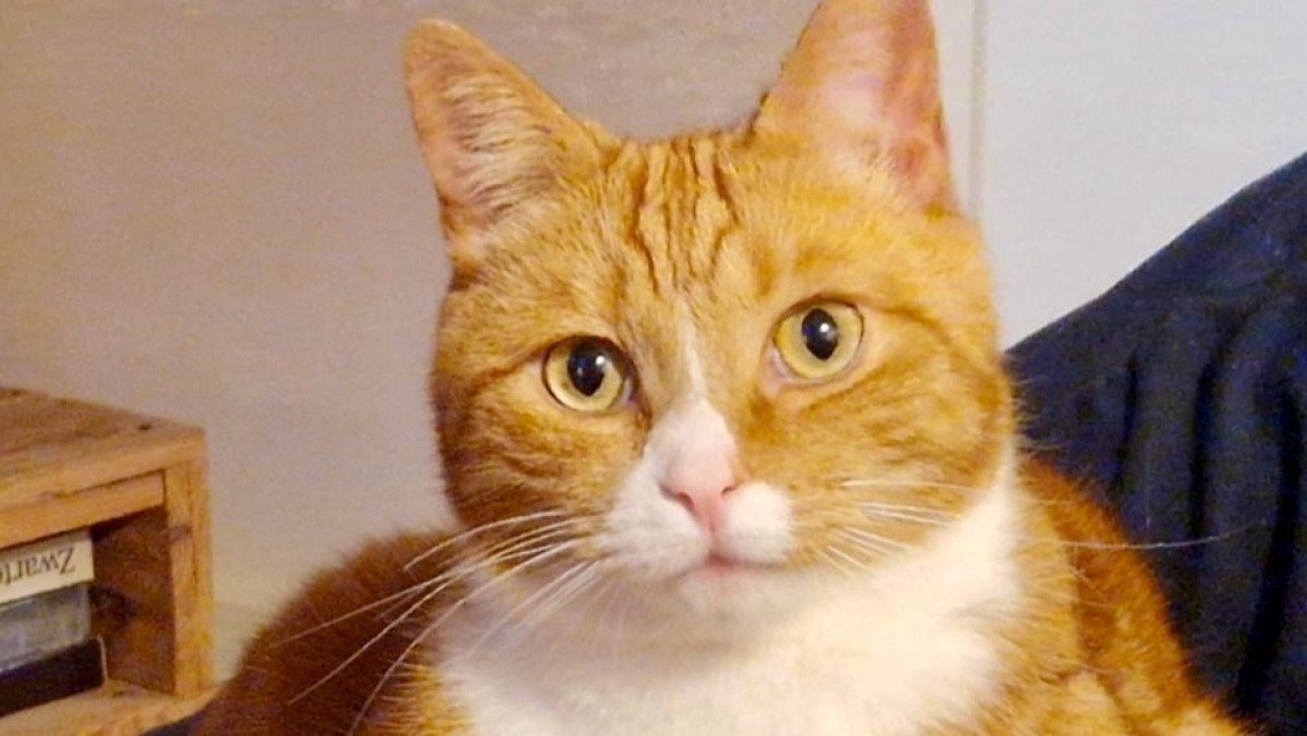 Willem