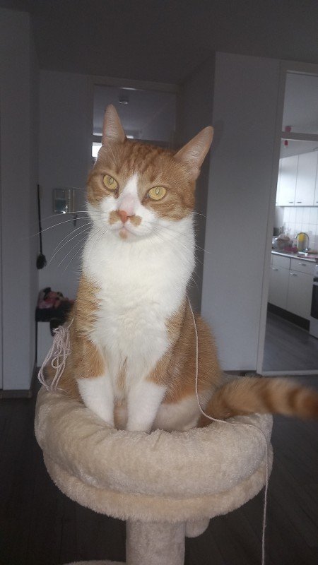 Simba