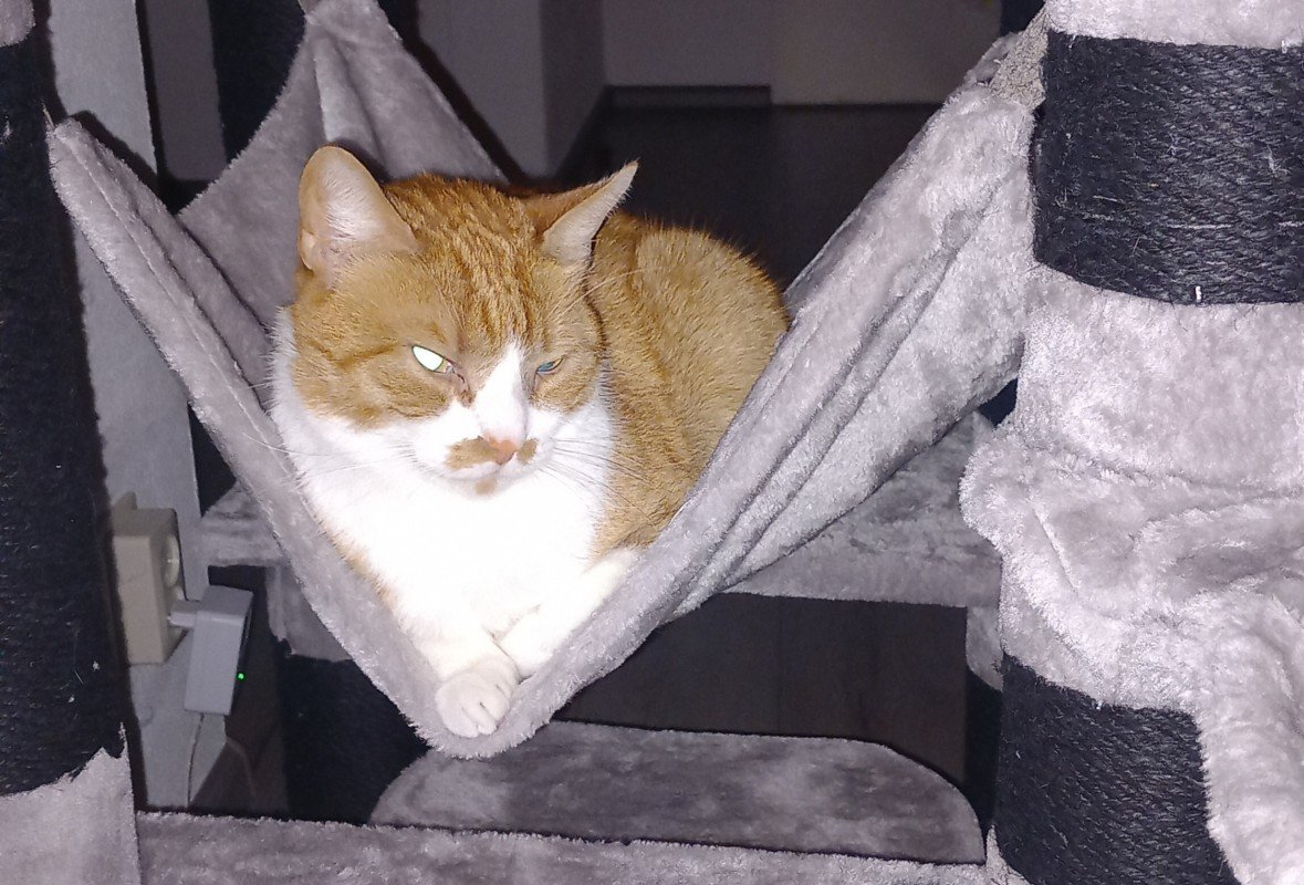 Simba