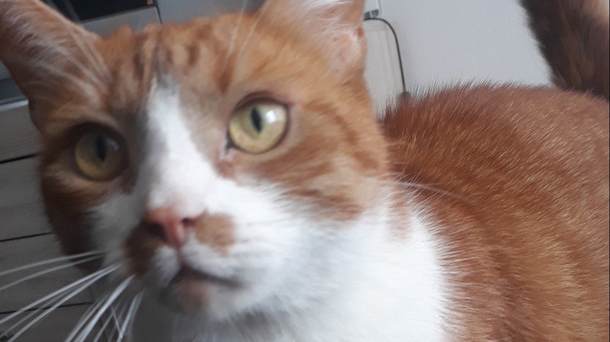 Simba