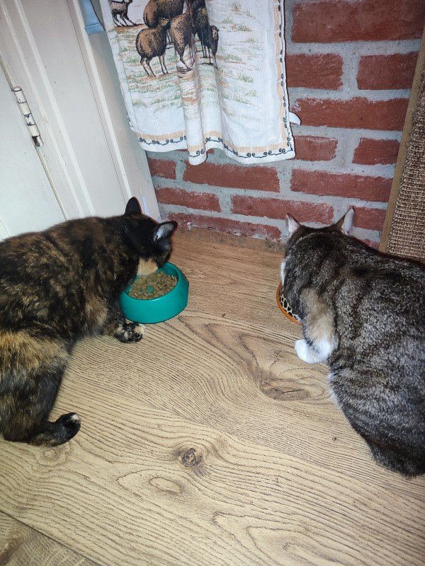 Poes