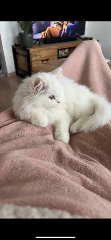 Elsa