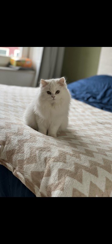 Elsa