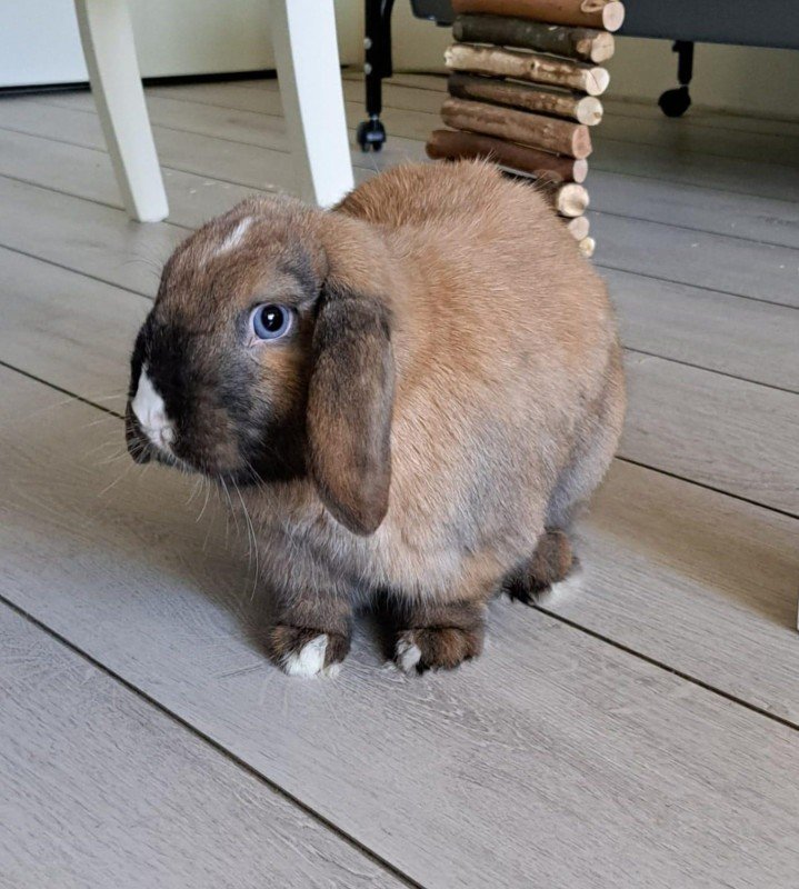 Bruno