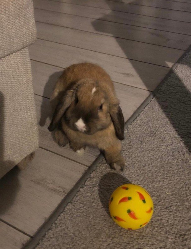 Bruno