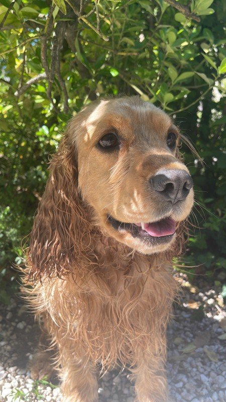 Joep