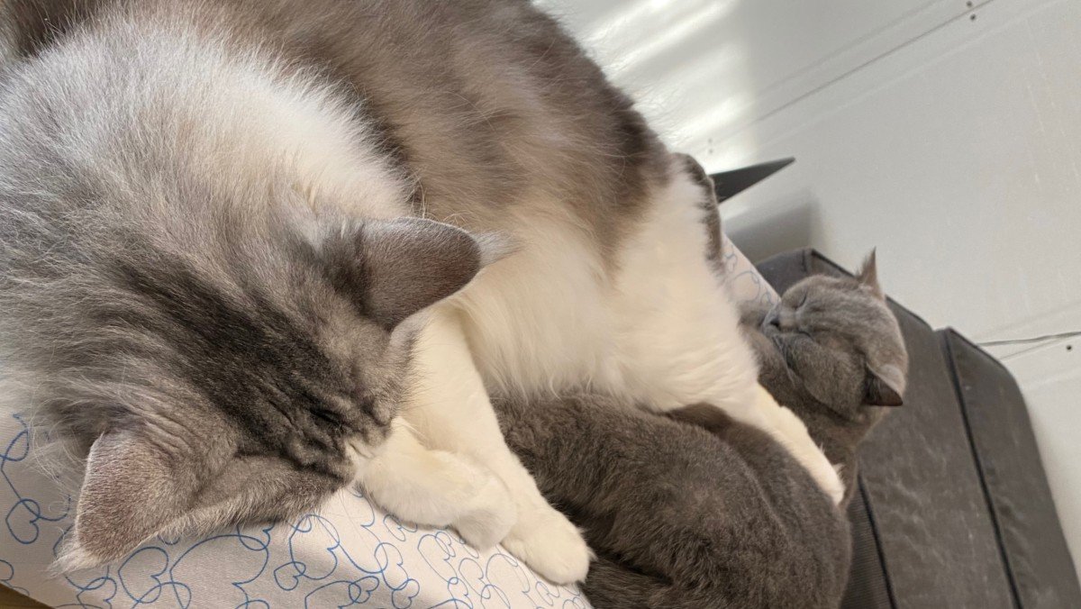 Nala