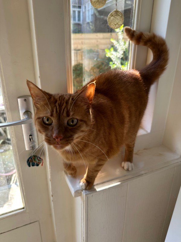 Kedi