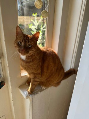 Kedi