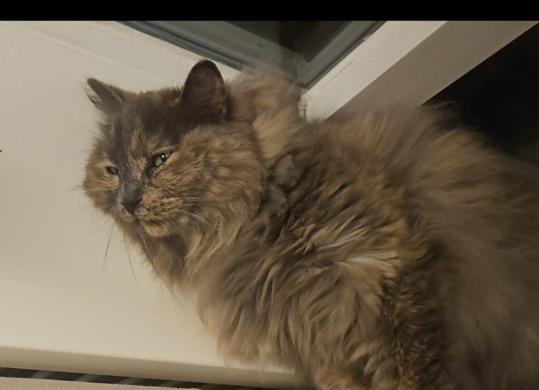Mia