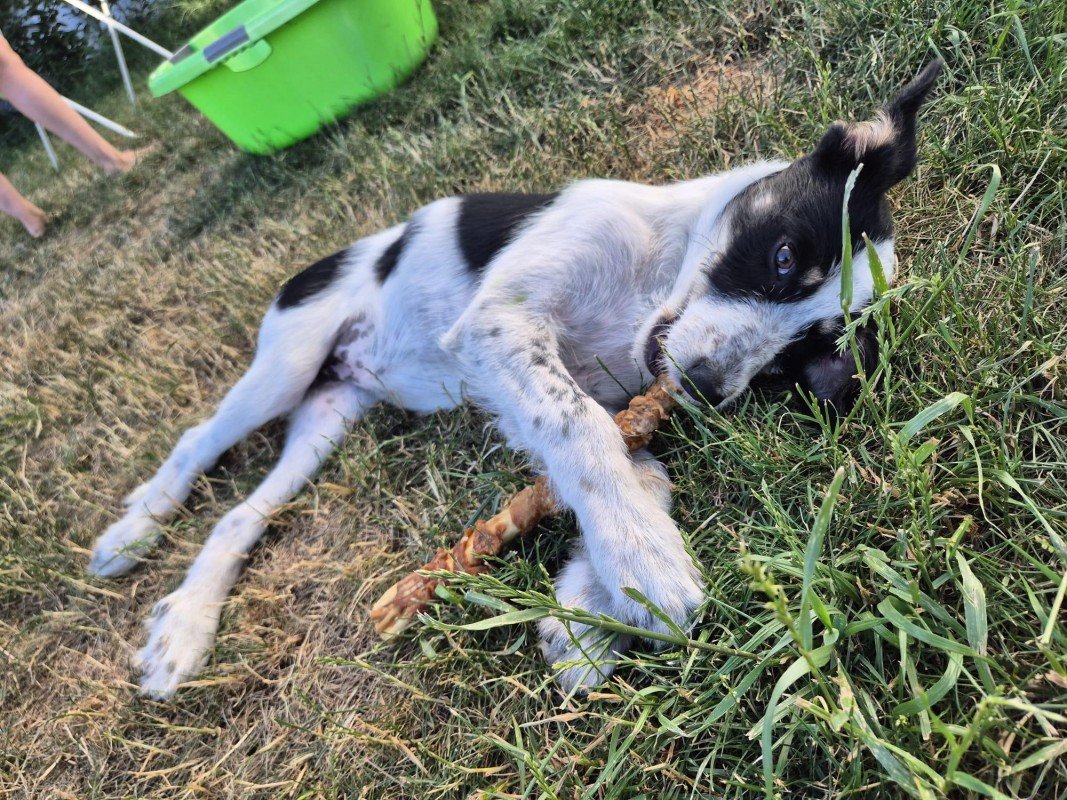 Bella