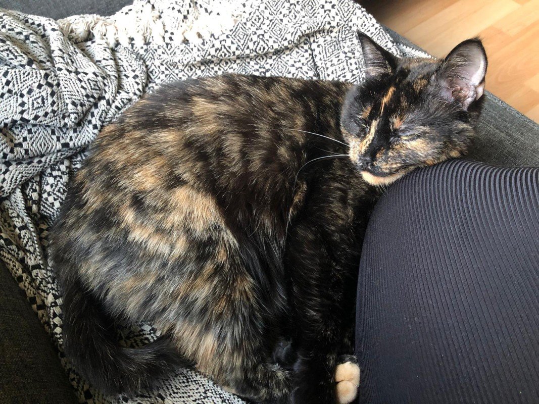 Muis