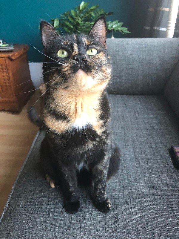 Muis