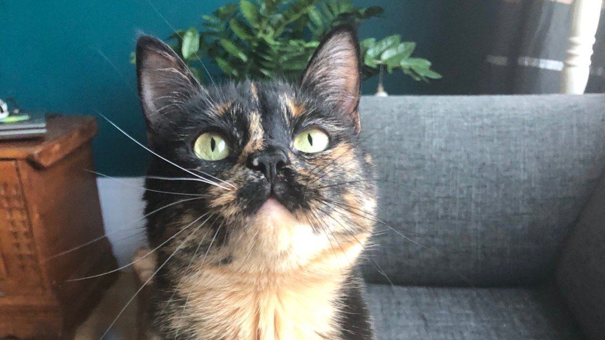 Muis