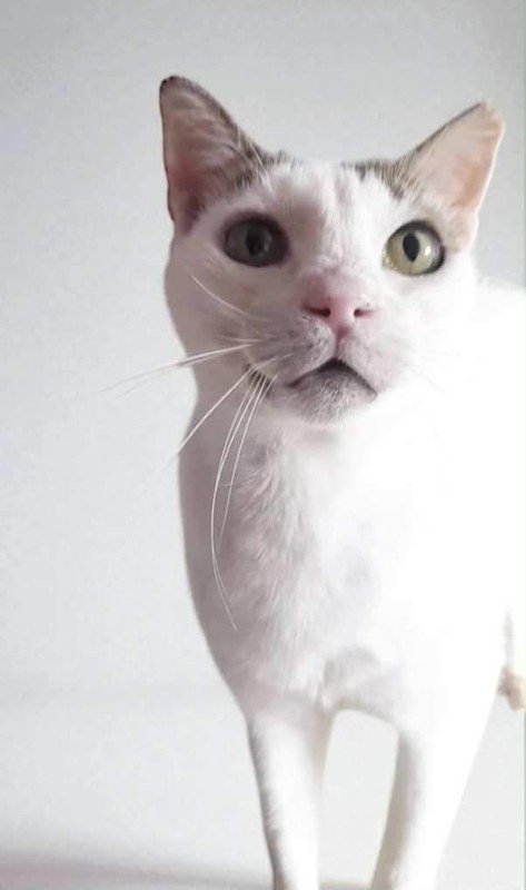 Elsa