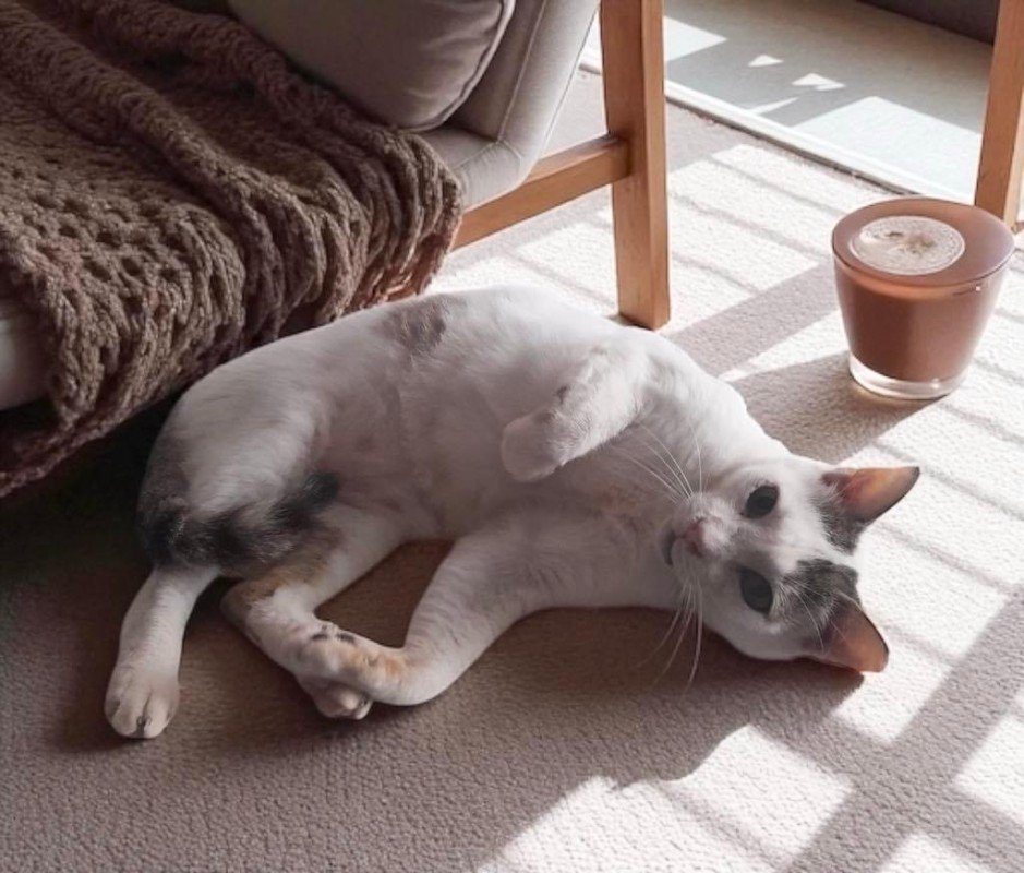 Elsa