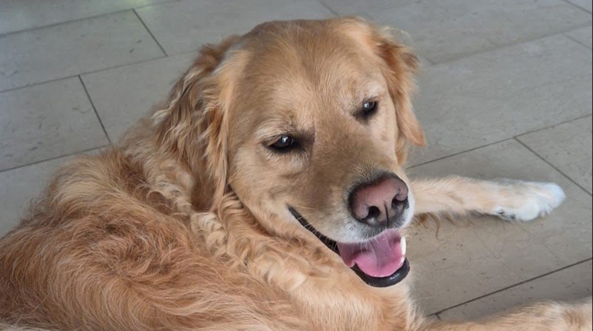Buddy