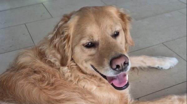 Buddy