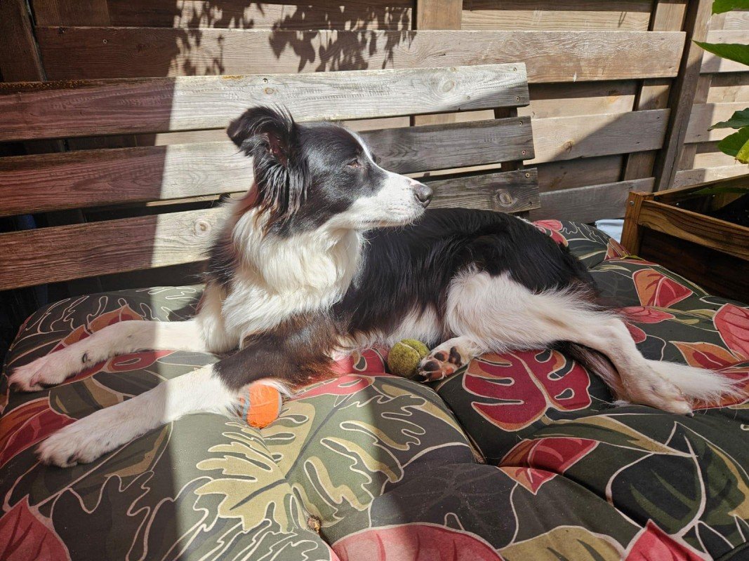 Rasta