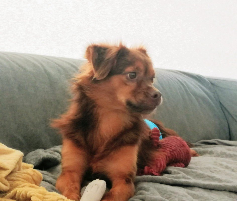 Ollie