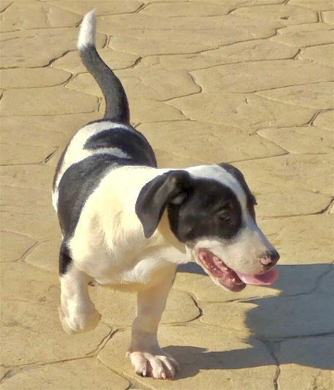 Atlas