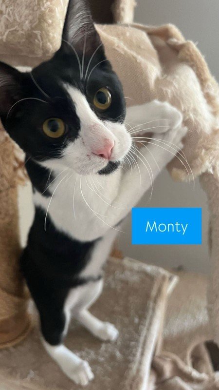 Monty
