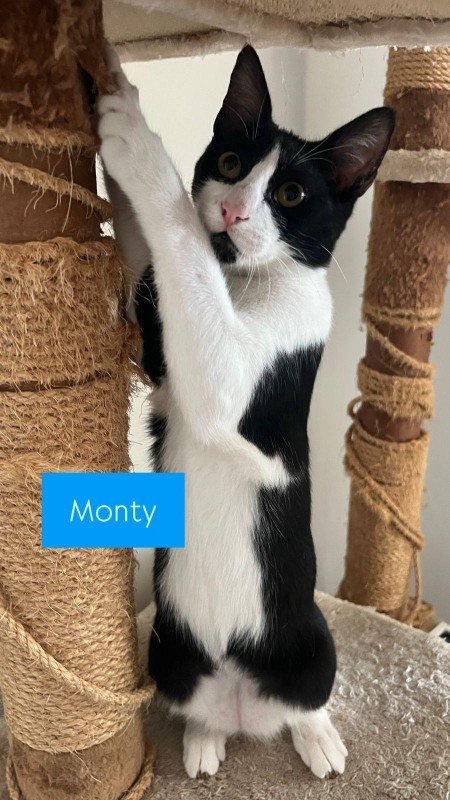 Monty