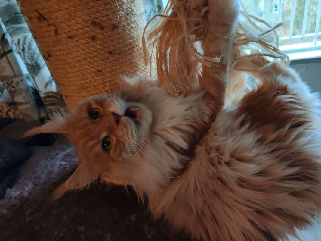 Koda