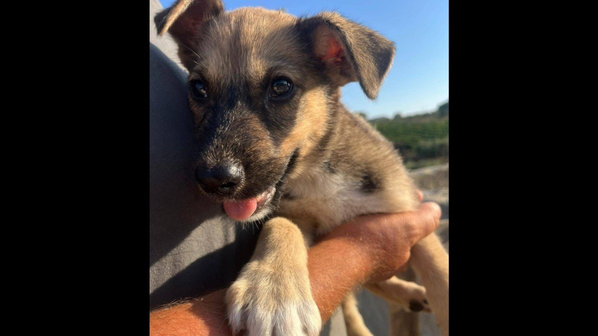 Milo