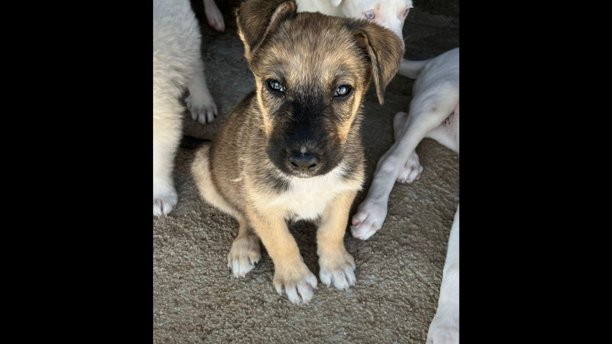 Milo