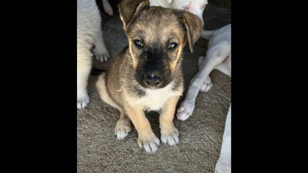 Milo