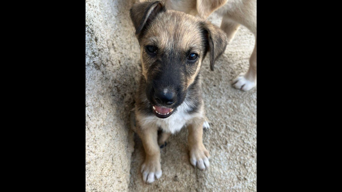 Milo