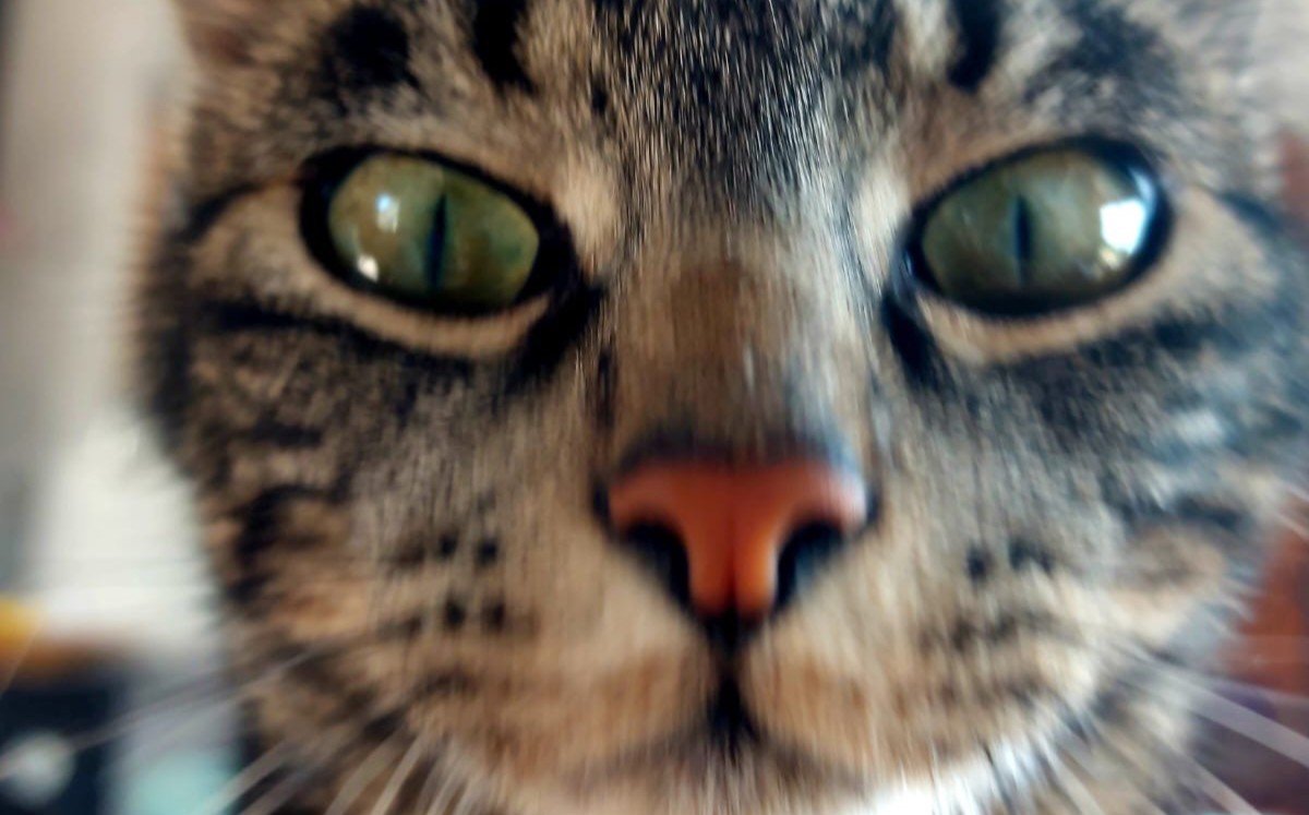 Michi