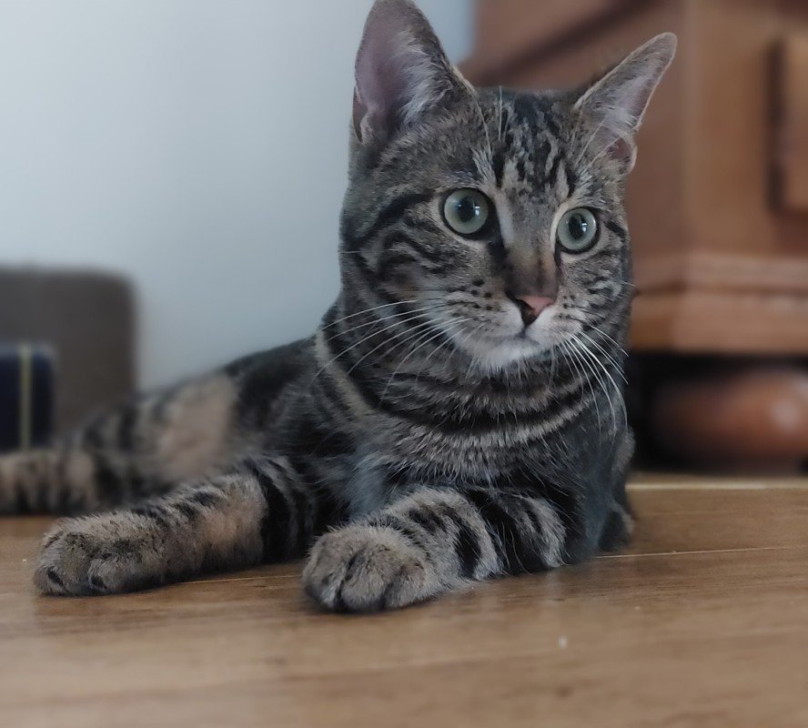 Fritz