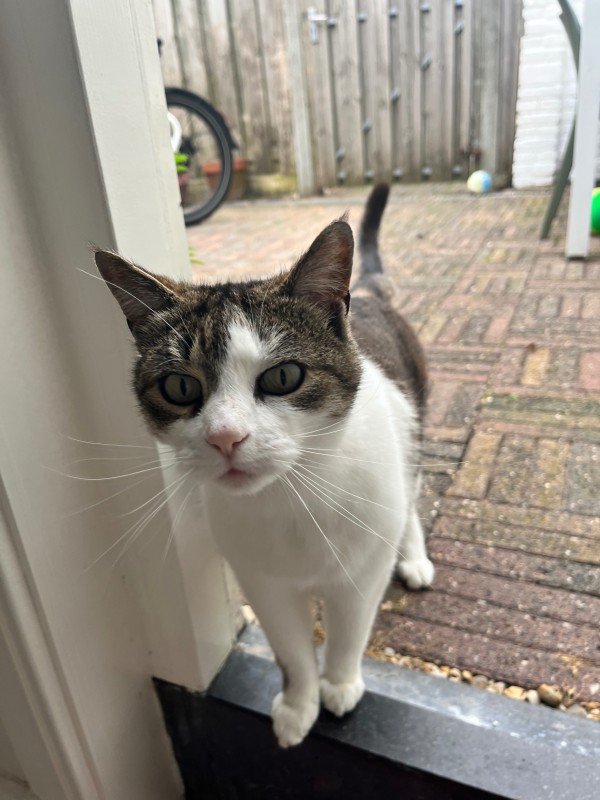 Poes