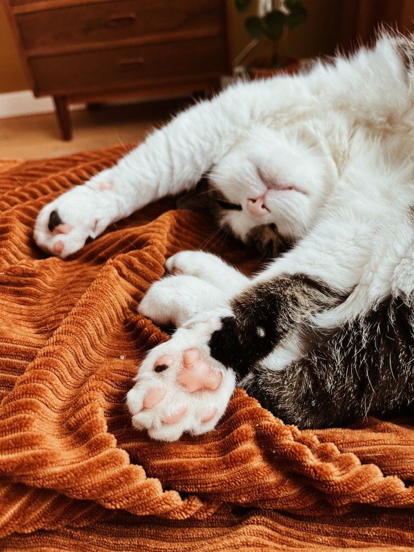 Poes